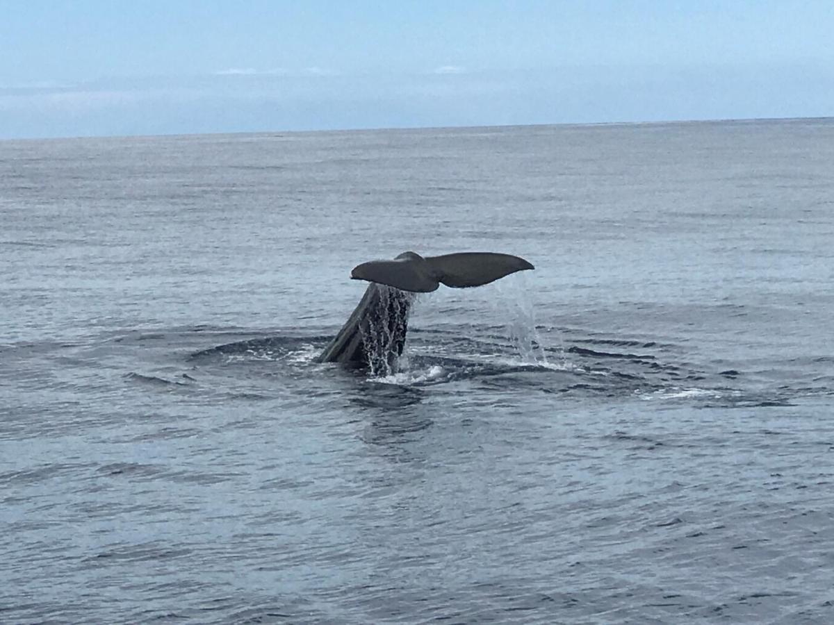 Hrlos Piratas - Ferien Haus La Palma - Good Wlan !! Tijarafe Dış mekan fotoğraf